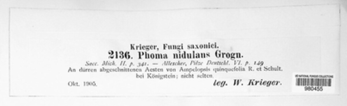 Phomopsis nidulans image